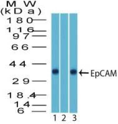 Western Blot: EpCAM/TROP1 Antibody [NBP2-27107] - Analysis of EpCAM using EpCAM antibody. Human HCT116 cell lysate in the 1) absence and 2) presence of immunizing peptide and 3) mouse NIH 3T3 lysate probed with 3 ug/mL of EpCAM antibody. Goat anti-rabbit Ig HRP secondary antibody and PicoTect ECL substrate solution were used for this test.