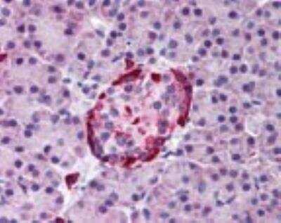 Immunohistochemistry-Paraffin: EphA2 Antibody [NBP2-24489] - Analysis of human pancreas using NBP2-24489 at 10 ug/ml.