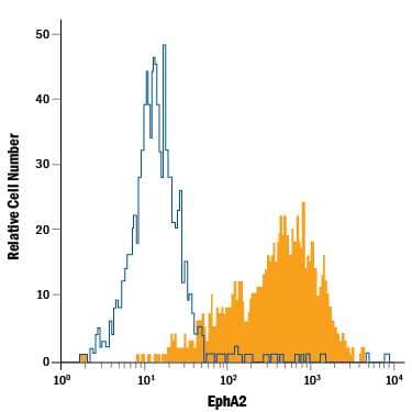 A431 human epithelial carcinoma cell line was stained with Mouse Anti-Human EphA2 PE-conjugated Monoclonal Antibody (Catalog # FAB3035P, filled histogram) or isotype control antibody (Catalog # IC003P, open histogram). View our protocol for Staining Membrane-associated Proteins.
