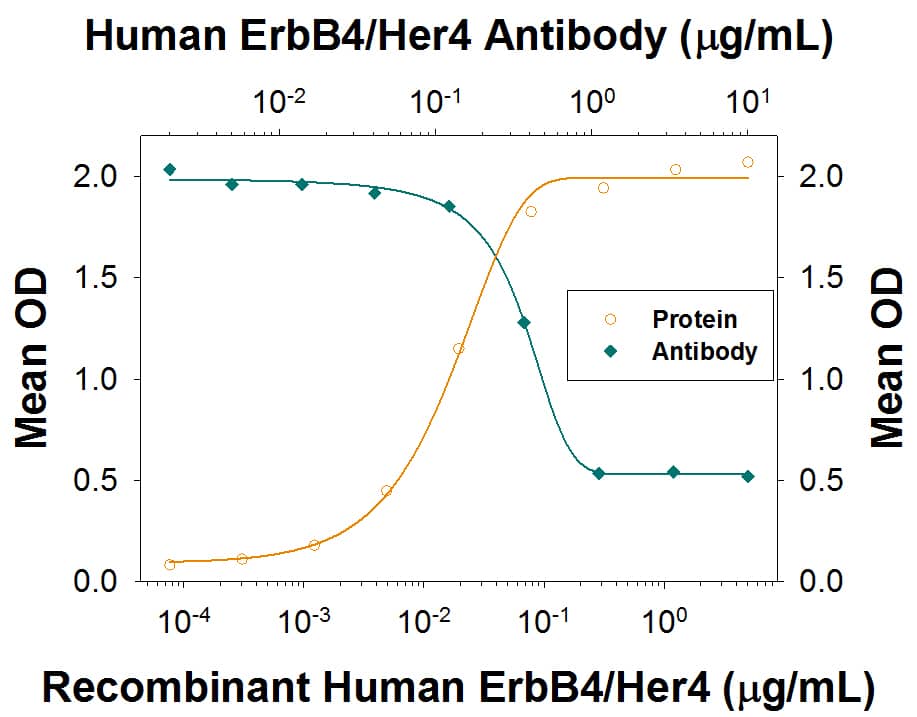  In a functional ELISA, Recombinant Human ErbB4/Her4 Fc Chimera (Catalog #1131-ER) binds to immobilized Recombinant Human NRG1-beta 1/HRG1-beta 1 Extracellular Domain (Catalog # 377-HB) coated at 100 ng/mL (100 µL/well) in a dose-dependent manner (orange line). Binding is blocked (green line) by increasing concentrations of  Mouse Anti-HumanNRG1-beta 1/HRG1-beta 1 Monoclonal Antibody (Catalog # MAB11312). At 5 μg/mL, this antibody will block >75% of the binding.