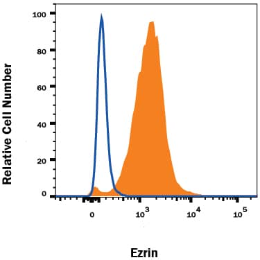 HeLa human cervical epithelial carcinoma cell line was stained with Rabbit Anti-Human/Mouse/Rat Ezrin Monoclonal Antibody (Catalog # MAB72391, filled histogram) or isotype control antibody (Catalog # AB-105-C, open histogram), followed by Allophycocyanin-conjugated Anti-Rabbit IgG Secondary Antibody (Catalog # F0111). To facilitate intracellular staining, cells were fixed with Flow Cytometry Fixation Buffer (Catalog # FC004) and permeabilized with Flow Cytometry Permeabilization/Wash Buffer I (Catalog # FC005). View our protocol for Staining Intracellular Molecules.