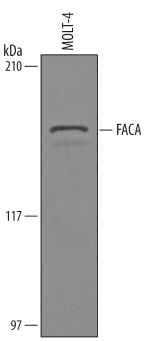 Western blot shows lysates of MOLT-4 human acute lymphoblastic leukemia cell line. PVDF Membrane was probed with 1 µg/mL of Goat Anti-Human FACA/FANCA Antigen Affinity-purified Polyclonal Antibody (Catalog # AF6026) followed by HRP-conjugated Anti-Goat IgG Secondary Antibody (Catalog # HAF019). A specific band was detected for FACA/FANCA at approximately 160 kDa (as indicated). This experiment was conducted under reducing conditions and using Immunoblot Buffer Group 8.