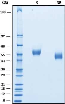 2 μg/lane of Recombinant Human FCRL4/FcRH4 was resolved with SDS-PAGE underreducing (R) and non-reducing (NR) conditions and visualized by Coomassie® Bluestaining, showing bands at 53-60 kDa and 45-52 kDa, respectively.