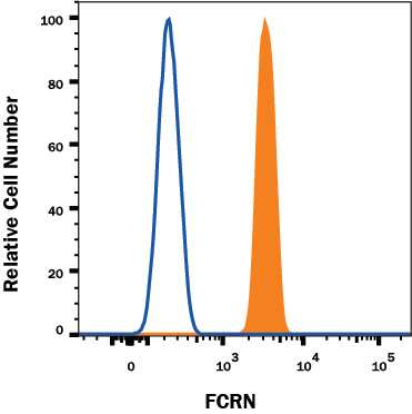 U937 human histiocytic lymphoma cell line was stained with Mouse Anti-Human FCRN Alexa Fluor® 488-conjugated Monoclonal Antibody (Catalog # IC8639G, filled histogram) or isotype control antibody (Catalog # IC0041G, open histogram) To facilitate intracellular staining, cells were fixed and permeabilized with FlowX FoxP3 Fixation & Permeabilization Buffer Kit (Catalog # FC012). View our protocol for Staining Intracellular Molecules.
