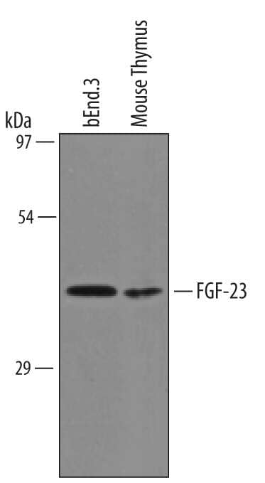 Western blot shows lysates of bEnd.3 mouse endothelioma cell line and mouse thymus tissue. PVDF membrane was probed with 1 µg/mL of Mouse FGF‑23 Antigen Affinity-purified Polyclonal Antibody (Catalog # AF2629) followed by HRP-conjugated Anti-Goat IgG Secondary Antibody (Catalog # HAF019). A specific band was detected for FGF‑23 at approximately 35 kDa (as indicated). This experiment was conducted under reducing conditions and using Immunoblot Buffer Group 8.