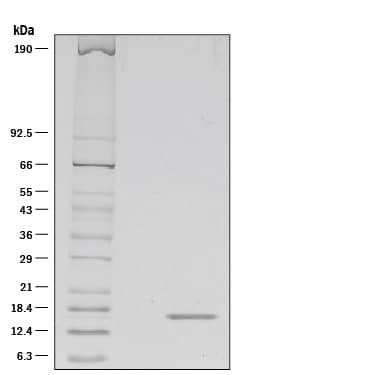 1 μg/lane of Animal-FreeTM Recombinant Human FGF acidic/FGF1 (Catalog # AFL232) was resolved with SDS-PAGE under reducing (R) conditions and visualized by silver staining, showing a single band at 16 kDa.