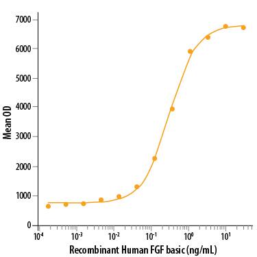 Recombinant Human FGF basic/FGF2 (146 aa) (Catalog # 233-FB) stimulates cell proliferation of the NR6R‑3T3 mouse fibroblast cell line. The ED50 for this effect is 0.1-0.6&amp;nbsp;ng/mL.