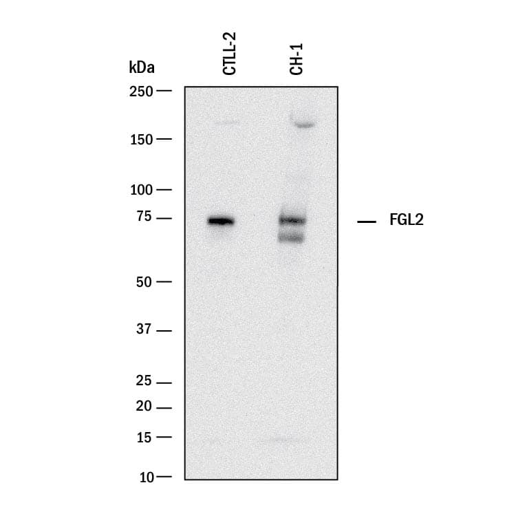 Western blot shows lysates of CTLL-2 mouse cytotoxic T cell line and CH-1 mouse B cell lymphoma cell line. PVDF membrane was probed with 2 µg/mL of Rat Anti-Mouse FGL2 Monoclonal Antibody (Catalog # MAB5257) followed by HRP-conjugated Anti-Rat IgG Secondary Antibody (Catalog # HAF005). A specific band was detected for FGL2 at approximately 70 kDa (as indicated). This experiment was conducted under reducing conditions and using Immunoblot Buffer Group 1.