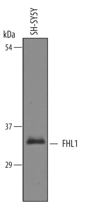 Western blot shows lysates of SH-SY5Y human neuroblastoma cell line. PVDF Membrane was probed with 1 µg/mL of Goat Anti-Human FHL1 Antigen Affinity-purified Polyclonal Antibody (Catalog # AF5938) followed by HRP-conjugated Anti-Goat IgG Secondary Antibody (Catalog # HAF019). A specific band was detected for FHL1 at approximately 34 kDa (as indicated). This experiment was conducted under reducing conditions and using Immunoblot Buffer Group 8.