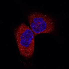 FIH-1/HIF-1AN was detected in immersion fixed A172 human glioblastoma cell line using Mouse Anti-Human/Mouse FIH-1/HIF-1AN Monoclonal Antibody (Catalog # MAB7874) at 3 µg/mL for 3 hours at room temperature. Cells were stained using the NorthernLights™ 557-conjugated Anti-Mouse IgG Secondary Antibody (red; Catalog # NL007) and counterstained with DAPI (blue). Specific staining was localized to cytoplasm and nuclei. View our protocol for Fluorescent ICC Staining of Cells on Coverslips.