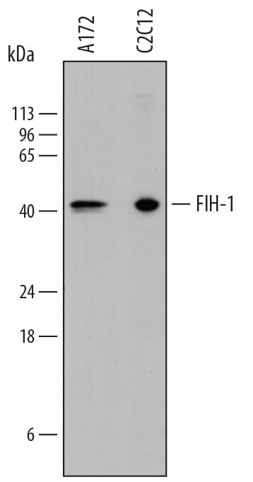 Western blot shows lysates of A172 human glioblastoma cell line and C2C12 mouse myoblast cell line. PVDF membrane was probed with 0.25 µg/mL of Mouse Anti-Human/Mouse FIH-1/ HIF-1AN Monoclonal Antibody (Catalog # MAB7874) followed by HRP-conjugated Anti-Mouse IgG Secondary Antibody (Catalog # HAF018). A specific band was detected for FIH-1/HIF-1AN at approximately 42 kDa (as indicated). This experiment was conducted under reducing conditions and using Immunoblot Buffer Group 1.