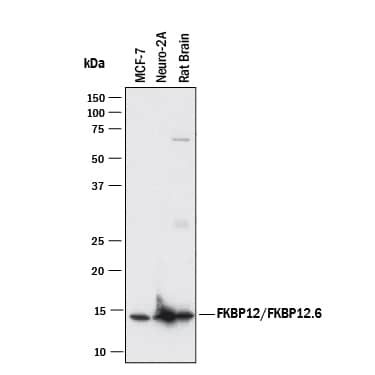 Western blot shows lysates of MCF-7 human breast cancer cell line, Neuro-2A mouse neuroblastoma cell line, and rat brain tissue. PVDF membrane was probed with 1 µg/mL of Rat Anti-Human/Mouse/Rat FKBP12/FKBP12.6 Monoclonal Antibody (Catalog # MAB4174) followed by HRP-conjugated Anti-Rat IgG Secondary Antibody (Catalog # HAF005). A specific band was detected for FKBP12 and FKBP12.6 at approximately 12 kDa (as indicated). This experiment was conducted under reducing conditions and using Immunoblot Buffer Group 1.