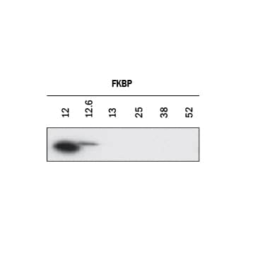 Western blot shows recombinant human FKBP 12, recombinant human FKBP 12.6, recombinant human FKBP 13, recombinant human FKBP 25, recombinant human FKBP 38, and recombinant human FKBP 52. PVDF membrane was probed with 1 µg/mL of Rat Anti-Human/Mouse/Rat FKBP12/FKBP12.6 Monoclonal Antibody (Catalog # MAB4174) followed by HRP-conjugated Anti-Rat IgG Secondary Antibody (Catalog # HAF005). A specific band was detected for FKBP12 and FKBP12.6 at approximately 12 kDa (as indicated). This experiment was conducted under reducing conditions and using Immunoblot Buffer Group 1.