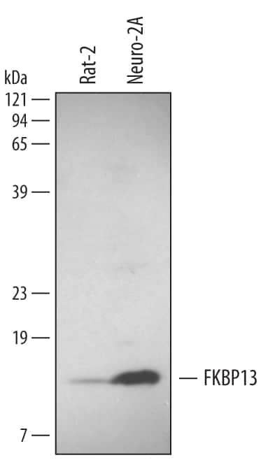 Western blot shows lysates of Rat-2 rat embryonic fibroblast cell line and Neuro-2A mouse neuroblastoma cell line. PVDF membrane was probed with 1 µg/mL of Human/Mouse/Rat FKBP13 Antigen Affinity-purified Polyclonal Antibody (Catalog # AF4356) followed by HRP-conjugated Anti-Sheep IgG Secondary Antibody (Catalog # HAF016). A specific band was detected for FKBP13 at approximately 13 kDa (as indicated). This experiment was conducted using Immunoblot Buffer Group 1.