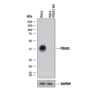 <b>Genetic Strategies Validation. </b>Western blot shows lysates of HeLa human cervical epithelial carcinoma parental cell line and FOLR1 knockout HeLa cell line (KO). PVDF membrane was probed with 1 µg/mL of Goat Anti-Human FOLR1 Antigen Affinity-purified Polyclonal Antibody (Catalog # AF5646) followed by HRP-conjugated Anti-Goat IgG Secondary Antibody (HAF017). A specific band was detected for FOLR1 at approximately 40 kDa (as indicated) in the parental HeLa cell line, but is not detectable in knockout HeLa cell line. GAPDH (AF5718) is shown as a loading control. This experiment was conducted under reducing conditions and using Immunoblot Buffer Group 1.