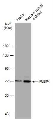 Western Blot: FUBP1 Antibody [NBP2-16543] - Hela whole cell and nuclear extracts (30 ug) were separated by 7.5% SDS-PAGE, and the membrane was blotted with FUBP1 antibody diluted at 1:5000. The HRP-conjugated anti-rabbit IgG antibody (NBP2-19301) was used to detect the primary antibody.