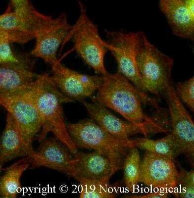 Immunocytochemistry/Immunofluorescence: FXR/NR1H4 Antibody [NB400-153] - NIH3T3 cells were fixed for 10 minutes using 10% formalin and then permeabilized for 5 minutes using 1X PBS + 0.5% Triton-X100. The cells were incubated with anti-FXR/NR1H4 at 2 ug/ml overnight at 4C and detected with an anti-rabbit Dylight 488 (Green) at a 1:500 dilution. Alpha tubulin (DM1A) NB100-690 was used as a co-stain at a 1:1000 dilution and detected with an anti-mouse Dylight 550 (Red) at a 1:500 dilution. Nuclei were counterstained with DAPI (Blue). Cells were imaged using a 40X objective.