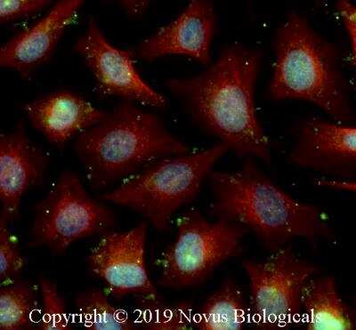 Immunocytochemistry/Immunofluorescence FXR/NR1H4 Antibody