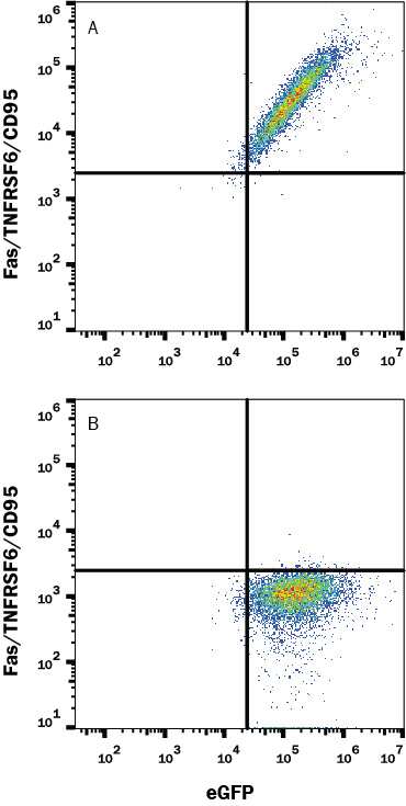 HEK293 human embryonic kidney cell line transfected with either (A) Human Fas/TNFRSF6/CD95 or (B) irrelevant transfectants and eGFP was stained with Mouse Anti-Human Fas/TNFRSF6/CD95 Monoclonal Antibody (Catalog # MAB326) followed by Allophycocyanin-conjugated Anti-Mouse IgG Secondary Antibody (Catalog # F0101B). Quadrant markers were set based on control antibody staining (Catalog # MAB002). View our protocol for Staining Membrane-associated Proteins.