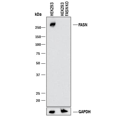 <b>Genetic Strategies Validation. </b>Western blot shows lysates of HEK293T human embryonic kidney parental cell line and Fatty Acid Synthase/FASN knockout HEK293T cell line (KO). PVDF membrane was probed with 1 µg/mL of Mouse Anti-Human/Mouse Fatty Acid Synthase/FASN Monoclonal Antibody (Catalog # MAB5927) followed by HRP-conjugated Anti-Mouse IgG Secondary Antibody (HAF018). A specific band was detected for Fatty Acid Synthase/FASN at approximately 275 kDa (as indicated) in the parental HEK293T cell line, but is not detectable in knockout HEK293T cell line. GAPDH (MAB5718) is shown as a loading control. This experiment was conducted under reducing conditions and using Immunoblot Buffer Group 1.