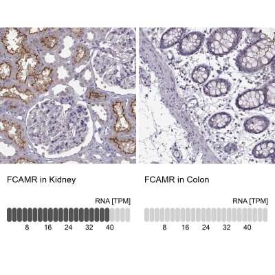 Immunohistochemistry-Paraffin: Fc alpha/mu R Antibody [NBP2-62627] - Immunohistochemistry analysis in human kidney and colon tissues using Anti-FCAMR antibody. Corresponding FCAMR RNA-seq data are presented for the same tissues.