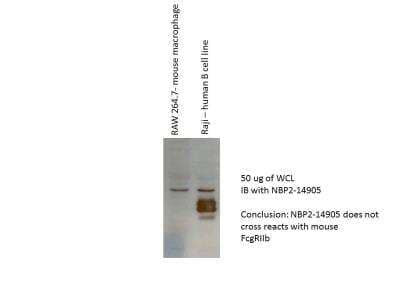 Western Blot: Fc gamma RIIB/CD32b Antibody [NBP2-14905] - Image from verified customer review.