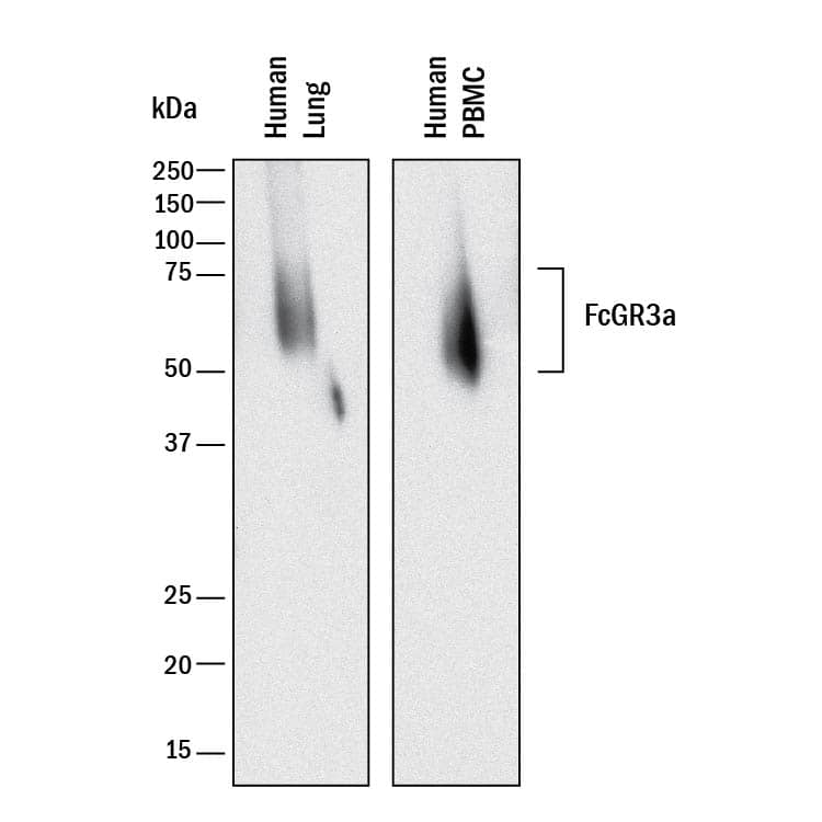     Western  blot shows lysates of human lung tissue and human peripheral blood  mononuclear cells (PBMCs). PVDF membrane was probed with 2 µg/mL of  Mouse Anti-Human Fc gamma  RIIIA/CD16a Monoclonal Antibody (Catalog #  MAB4325) followed by HRP-conjugated Anti-Mouse IgG Secondary Antibody  (Catalog # HAF018).  A specific band was detected for Fc gamma  RIIIA/CD16a at approximately 50 kDa  (as indicated). This experiment was conducted under reducing conditions and  using Immunoblot  Buffer Group 1. 