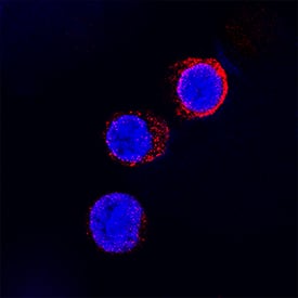 Fc gamma RII/CD32 was detected in immersion fixed human peripheral blood mononuclear cells (PBMCs) stimulated with calcium ionomycin and PMA using Goat Anti-Human Fc gamma RII/CD32 Biotinylated Antigen Affinity-purified Polyclonal Antibody (Catalog # BAF1330) at 15 µg/mL for 3 hours at room temperature. Cells were stained using the NorthernLights™ 557-conjugated Streptavidin (red; Catalog # NL999) and counterstained with DAPI (blue). Specific staining was localized to the cell surface and cytoplasm. View our protocol for Fluorescent ICC Staining of Non-adherent Cells.