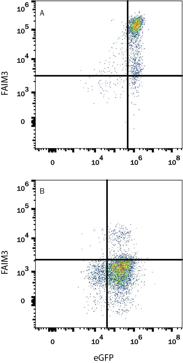 HEK293 human embryonic kidney cell line transfected with (A) human FAIM3 or (B) irrelevant transfectants and eGFP was stained with Mouse Anti-Human/Mouse/Rat FAIM3 Monoclonal Antibody (Catalog # MAB9494) followed by APC-conjugated Anti-Mouse IgG Secondary Antibody (Catalog # F0101B). Quadrant markers were set based on control antibody staining (Catalog # MAB0041). View our protocol for Staining Membrane-associated Proteins.
