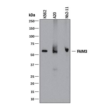 Western Blot FAIM3 Antibody (992338) [Unconjugated]