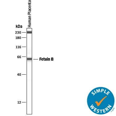     Simple  Western lane view shows lysates of human placenta tissue, loaded at  0.2 mg/mL. A specific band was detected for Fetuin B at  approximately 62 kDa (as indicated) using 50 µg/mL of Mouse  Anti-Human Fetuin B Monoclonal Antibody (Catalog # MAB17251) . This  experiment was conducted under reducing conditions and using the 12-230 kDa  separation system.        Non-specific  interaction with the 230 kDa Simple Western standard may be seen with this  antibody. 