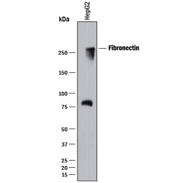     Western  blot shows lysates of HepG2 human hepatocellular carcinoma cell line. PVDF  membrane was probed with 0.1 µg/mL of Mouse Anti-Human Fibronectin  Monoclonal Antibody (Catalog # MAB19182) followed by HRP-conjugated  Anti-Mouse IgG Secondary Antibody (Catalog # HAF018).  A specific band was detected for Fibronectin at approximately  260 kDa (as indicated). This experiment was conducted under reducing  conditions and using Immunoblot  Buffer Group 1. 