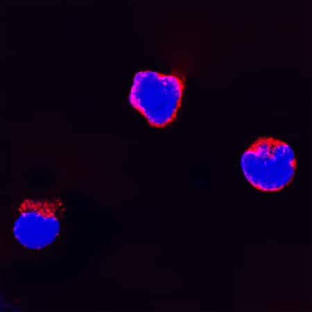 Flt-3 Ligand/FLT3L was detected in immersion fixed feline peripheral blood mononuclear cells (PBMCs) using Goat Anti-Feline Flt-3 Ligand/FLT3L Antigen Affinity-purified Polyclonal Antibody (Catalog # AF2467) at 15 µg/mL for 3 hours at room temperature. Cells were stained using the NorthernLights™ 557-conjugated Anti-Goat IgG Secondary Antibody (red; Catalog # NL001) and counterstained with DAPI (blue). Specific staining was localized to cytoplasm. View our protocol for Fluorescent ICC Staining of Non-adherent Cells.