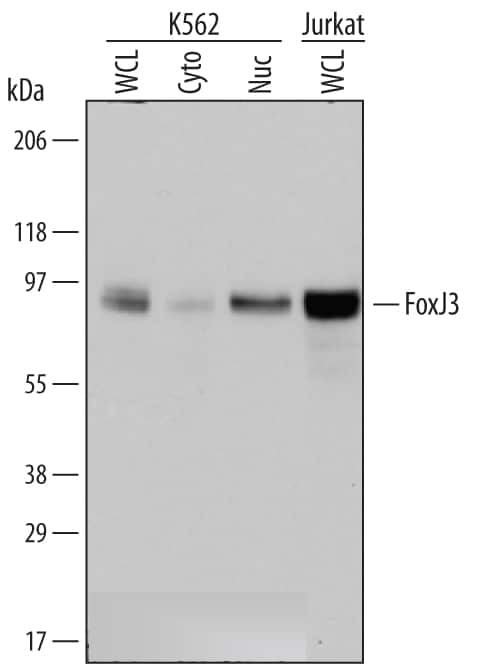 Western Blot FoxJ3 Antibody [Unconjugated]