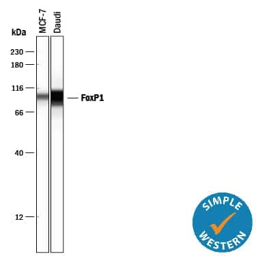 Simple Western lane view shows lysates of MCF‑7 human breast cancer cell line and Daudi human Burkitt's lymphoma cell line, loaded at 0.5 mg/mL. A specific band was detected for FoxP1 at approximately 99 kDa (as indicated) using 10 µg/mL of Mouse Anti-Human FoxP1 Monoclonal Antibody (Catalog # MAB45341). This experiment was conducted under reducing conditions and using the 12-230 kDa separation system. 