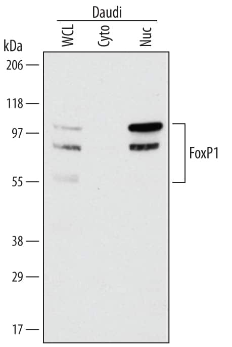 Western blot shows lysates of Daudi human Burkitt's lymphoma cell line. Gels were loaded with 30 µg of whole cell lysate (WCL), 20 µg of cytoplasmic (Cyto), and 10 µg of nuclear extracts (Nuc). PVDF membrane was probed with 1 µg/mL Mouse Anti-Human FoxP1 Monoclonal Antibody (Catalog # MAB4534) followed by HRP-conjugated Anti-Mouse IgG Secondary Antibody (Catalog # HAF007). A specific bands for FoxP1 were detected at approximately 60, 85, and 100 kDa (as indicated). This experiment was conducted under reducing conditions and using Immunoblot Buffer Group 1.