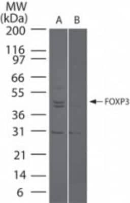 Western Blot: FoxP3 Antibody [NBP2-24397] - Analysis of FOXP3 in (A) FOXP3 transfected and (B) mock transfected cell lysate using NBP2-24397 at 5 ug/ml.