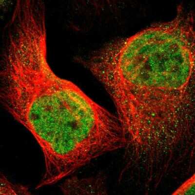 Immunocytochemistry/Immunofluorescence: FoxP4 Antibody [NBP1-83449] - Staining of human cell line U-2 OS shows localization to nucleoplasm. Antibody staining is shown in green.