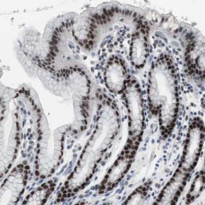 Immunohistochemistry-Paraffin: FoxP4 Antibody [NBP1-83449] - Staining of human stomach shows strong nuclear positivity in glandular cells.