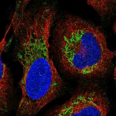 G gamma12 Antibody (NBP2-38953): Novus Biologicals