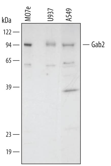 Western Blot GAB2 Antibody