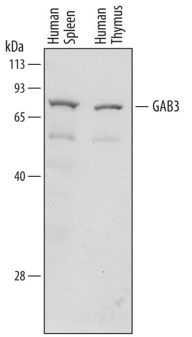 Western blot shows lysates of human spleen tissue and human thymus tissue. PVDF membrane was probed with 2 µg/mL of Mouse Anti-Human GAB3 Monoclonal Antibody (Catalog # MAB7127) followed by HRP-conjugated Anti-Mouse IgG Secondary Antibody (Catalog # HAF007). A specific band was detected for GAB3 at approximately 75 kDa (as indicated). This experiment was conducted under reducing conditions and using Immunoblot Buffer Group 1.