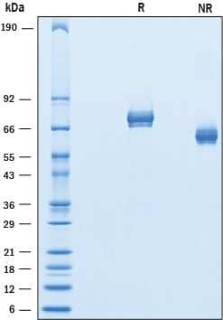 2 μg/lane of Recombinant Mouse GASP‑1/WFIKKN2 was resolved with SDS-PAGE under reducing (R) and non-reducing (NR) conditions and visualized by Coomassie® blue staining, showing bands at 63-77 kDa and 55-66 kDa, respectively.