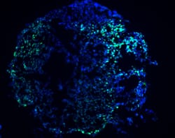 GATA‑4 was detected in immersion fixed differentiated human embryonic stem cells using 10 µg/mL Goat Anti-Human GATA‑4 Antigen Affinity-purified Polyclonal Antibody (Catalog # AF2606) for 3 hours at room temperature. Cells were stained (green) and counterstained with DAPI (blue). View our protocol for Fluorescent ICC Staining of Cells on Coverslips.