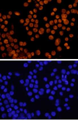 GATA‑6 was detected in immersion fixed KATO-III human gastric carcinoma cell line using 10 µg/mL Human GATA‑6 Biotinylated Antigen Affinity-purified Polyclonal Antibody (Catalog # BAF1700) for 3 hours at room temperature. Cells were stained with the NorthernLights™ 557-conjugated Streptavidin (red, upper panel; Catalog # NL999) and counterstained with DAPI (blue, lower panel). View our protocol for Fluorescent ICC Staining of Cells on Coverslips.