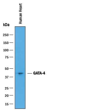 Western blot shows lysates of human heart tissue. PVDF membrane was probed with 1 µg/mL of Goat Anti-Human GATA-4 Antigen Affinity-purified Polyclonal Antibody (Catalog # AF2606) followed by HRP-conjugated Anti-Goat IgG Secondary Antibody (Catalog # HAF019). A specific band was detected for GATA-4 at approximately 46 kDa (as indicated). This experiment was conducted under reducing conditions and using Immunoblot Buffer Group 1.
