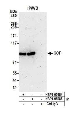 Immunoprecipitation: GCFC2 Antibody [NBP1-05985] - Detection of human GCF by western blot of immunoprecipitates. Samples: Whole cell lysate (1.0 mg per IP reaction; 20% of IP loaded) from HEK293T cells prepared using NETN lysis buffer. Antibodies: Affinity purified rabbit anti-GCF antibody NBP1-05985 used for IP at 3 ug per reaction. GCF was also immunoprecipitated by rabbit anti-GCF antibody NBP1-05984. Detection: Chemiluminescence with an exposure time of 3 minutes.