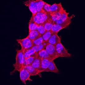   GDF‑11/BMP‑11  was detected in immersion fixed HEK293 human embryonic kidney cell line  transfected with GDF-11 using Mouse Anti-Human  GDF‑11/BMP‑11 Monoclonal Antibody (Catalog # MAB19583)  at 10 µg/mL for 3 hours at room temperature. Cells were  stained using the NorthernLights™ 557-conjugated Anti-Mouse IgG  Secondary Antibody (red; Catalog # NL007)  and counterstained with DAPI (blue). Specific staining was localized to  cytoplasm. View our protocol for Fluorescent  ICC Staining of Cells on Coverslips.