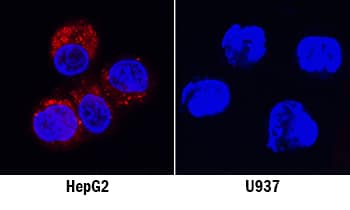 GDF-15 was detected in immersion fixed HepG2 human hepatocellular carcinoma cell line (positive) and U937 human histiocytic lymphoma cell line (negative control) using Mouse Anti-Human GDF-15 Monoclonal Antibody (Catalog # MAB9571) at 8 µg/mL for 3 hours at room temperature. Cells were stained using the NorthernLights™ 557-conjugated Anti-Mouse IgG Secondary Antibody (red; Catalog # NL007) and counterstained with DAPI (blue). Specific staining was localized to cytoplasm. View our protocol for Fluorescent ICC Staining of Cells on Coverslips.