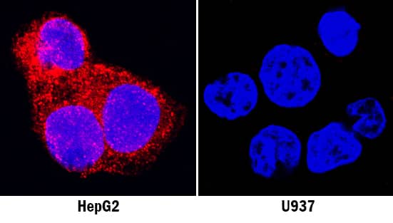 GDF-15 was detected in immersion fixed HepG2 human hepatocellular carcinoma cell line (positive staining) and U937 human histiocytic lymphoma cell line (negative staining) using Mouse Anti-Human GDF-15 Monoclonal Antibody (Catalog # MAB9573) at 8 µg/mL for 3 hours at room temperature. Cells were stained using the NorthernLights™ 557-conjugated Anti-Mouse IgG Secondary Antibody (red; Catalog # NL007) and counterstained with DAPI (blue). Specific staining was localized to nuclei. View our protocol for Fluorescent ICC Staining of Cells on Coverslips.